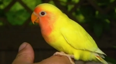 Как да укроти любовници в ръцете